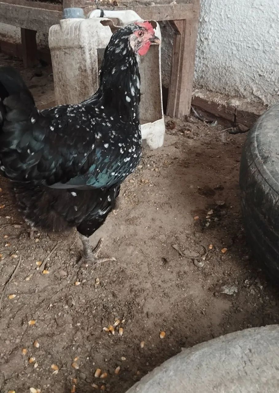 Frango e frango balão Sergipano  - Foto 3