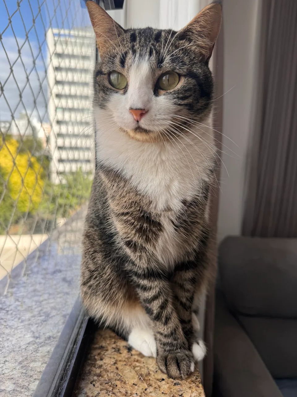 Doação de dois gatos