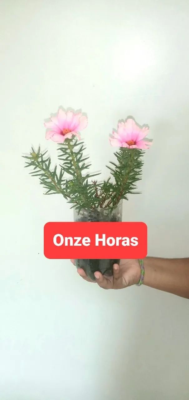 6 PLANTAS POR 40,00  - Foto 3