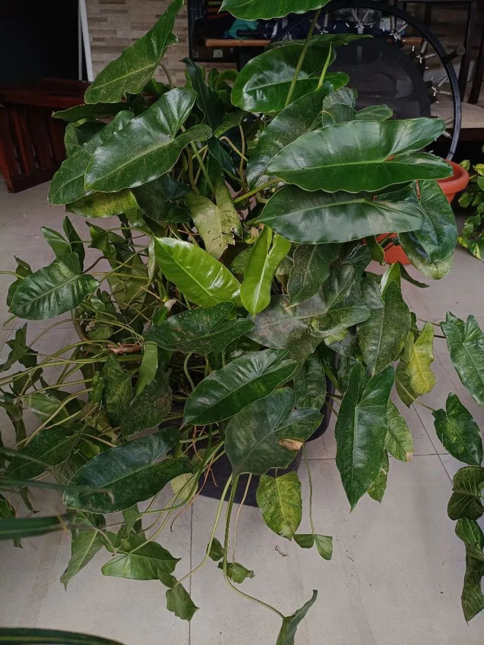 Planta  - Foto 4