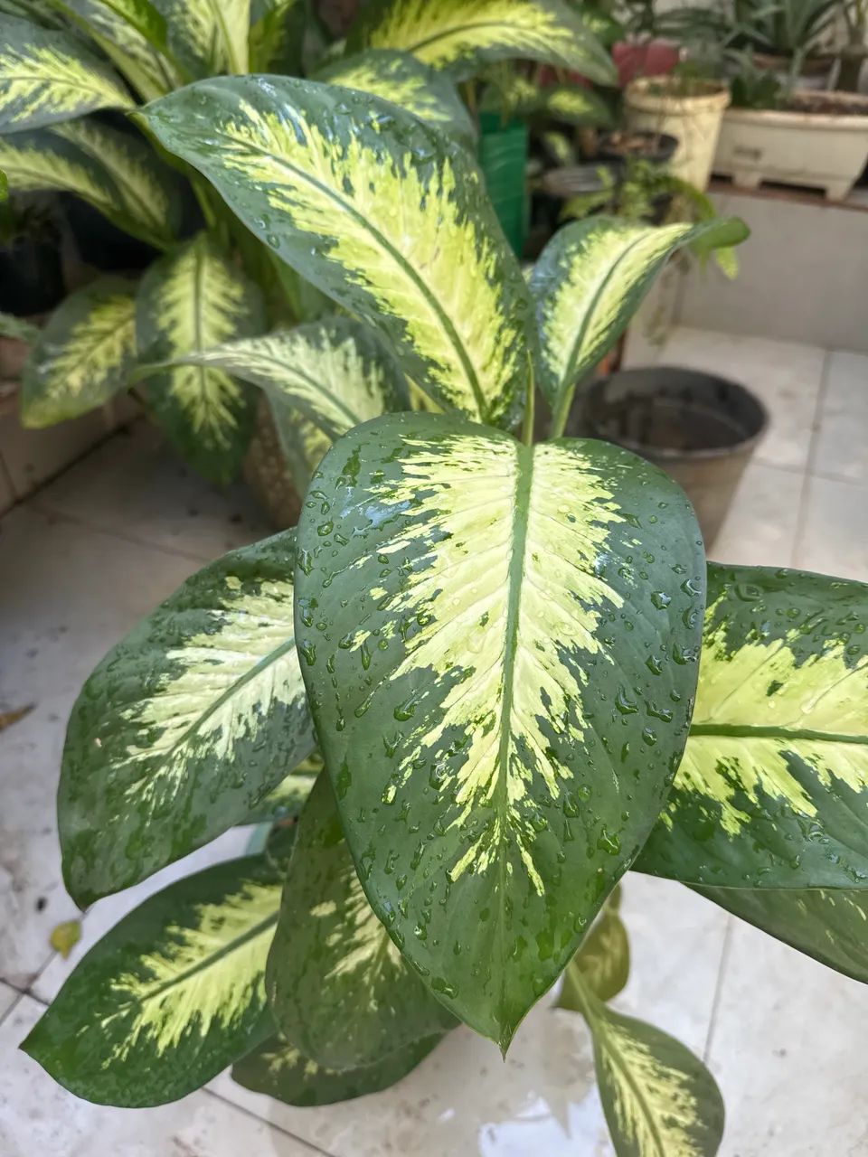Comigo ninguém pode planta 