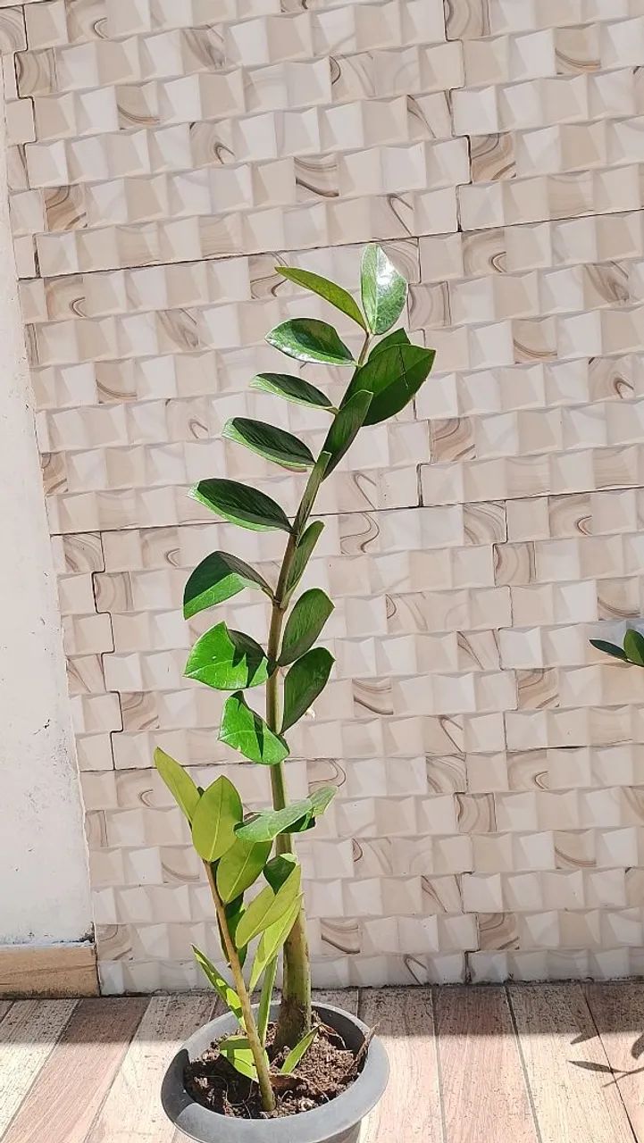 ? Zamioculca Grande com Vaso Simples ? 2 Mudas  - Foto 3