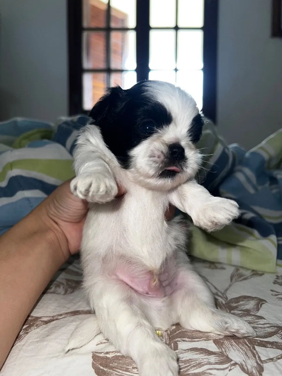 Filhote de shih tzu  - Foto 4