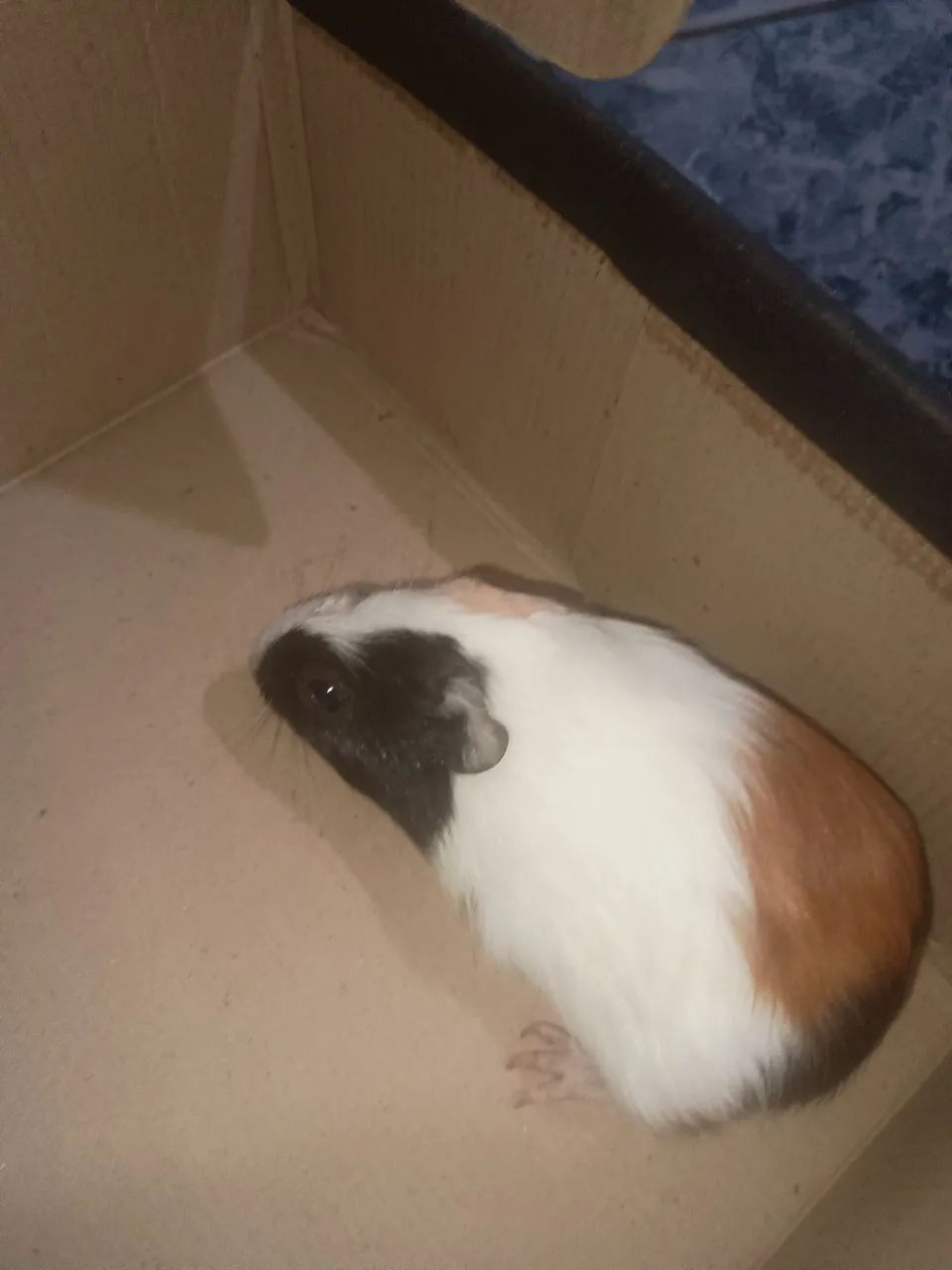 Porquinho da índia  - Foto 3