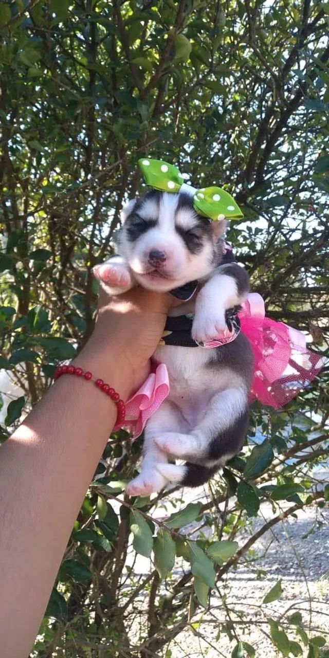 Husky macho disponível  - Foto 3