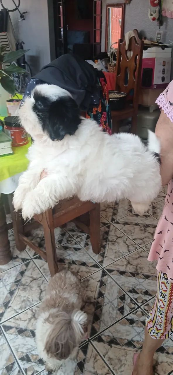Cachorro - Foto 2