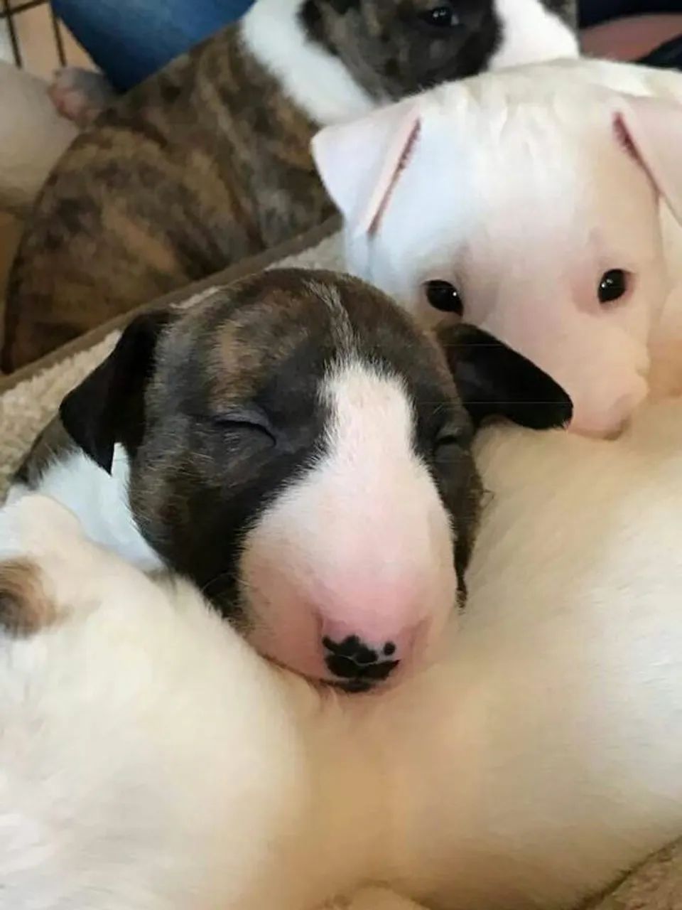 Bull Terrier 