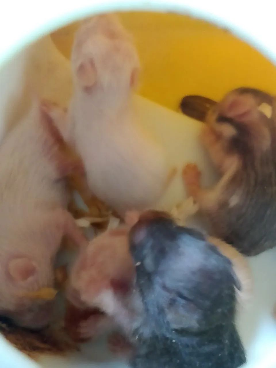Filhotes hamister - Foto 3