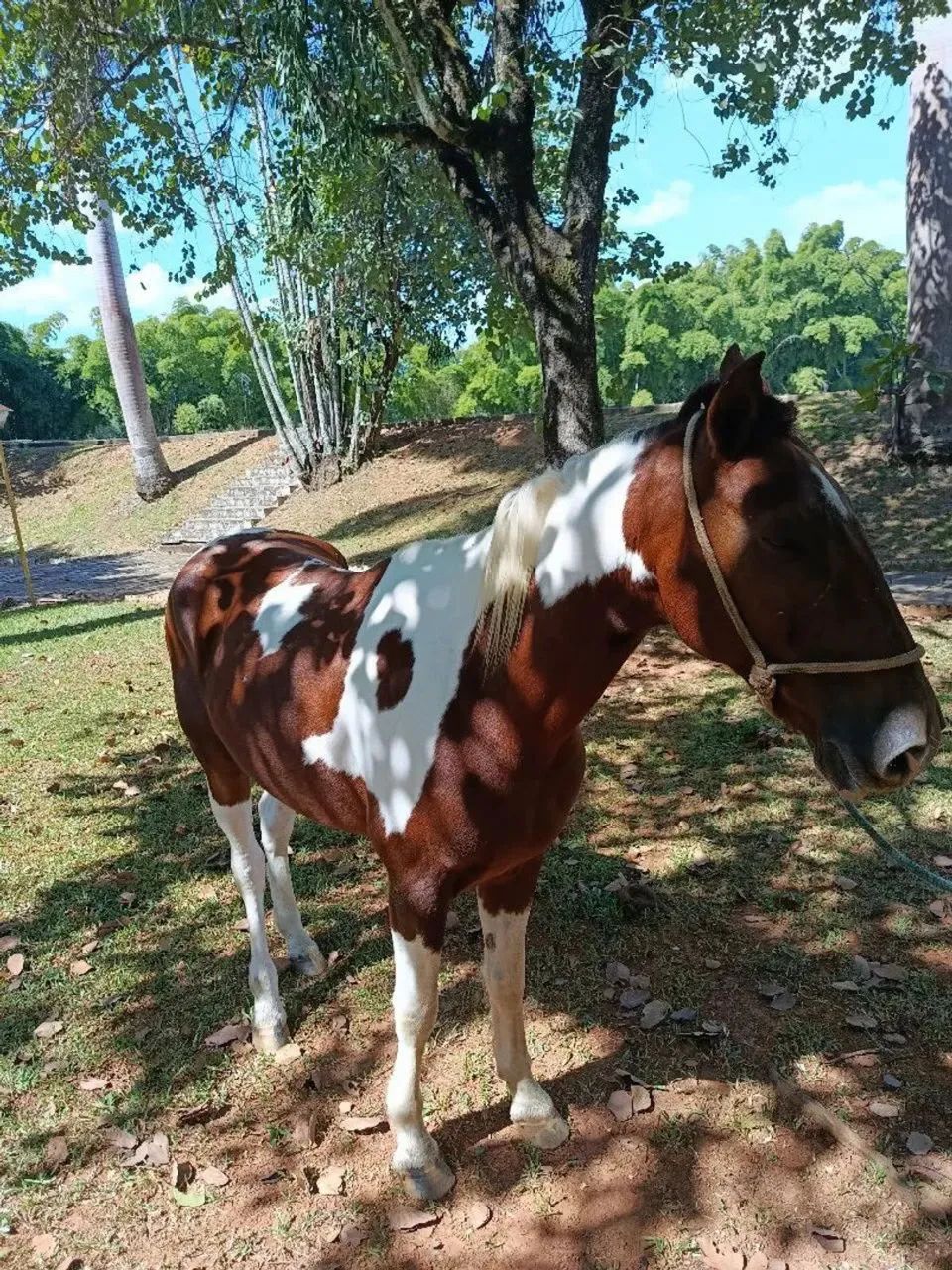 cavalo  - Foto 3