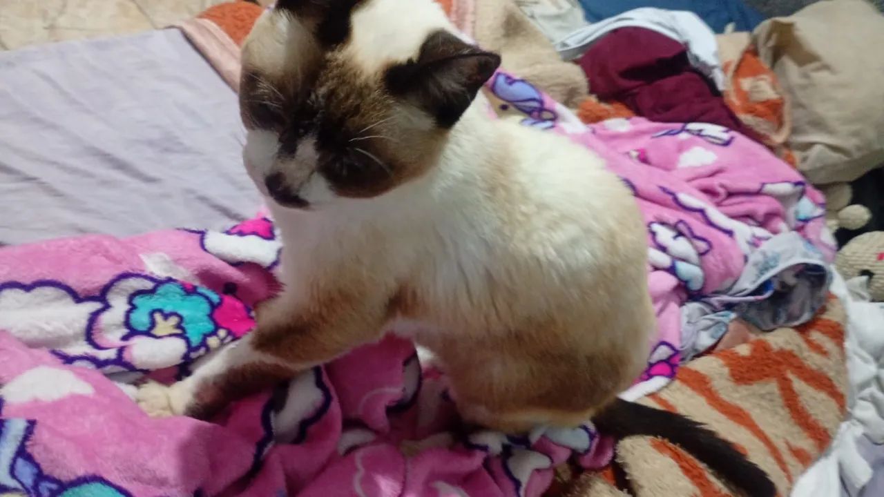 Gata - Foto 4