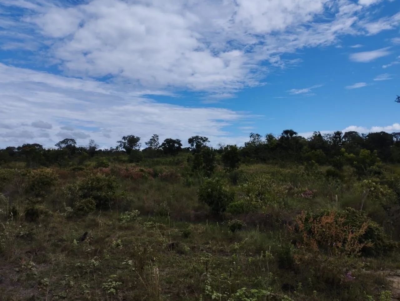 Vendo sitio de 12 hectares e meio - Foto 4