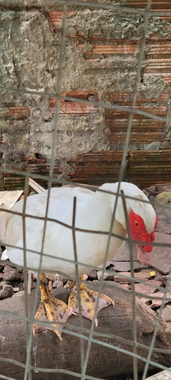 Doa-se Casal de Patos