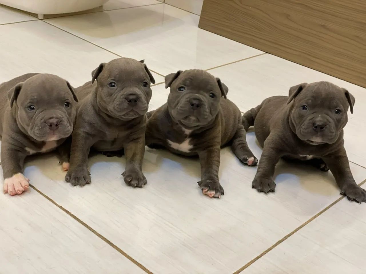Ninhada American Bully - Foto 5