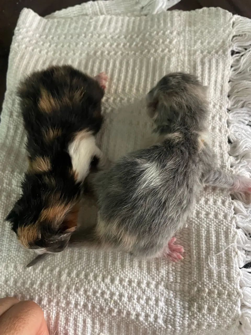 Gatas persas - Foto 4