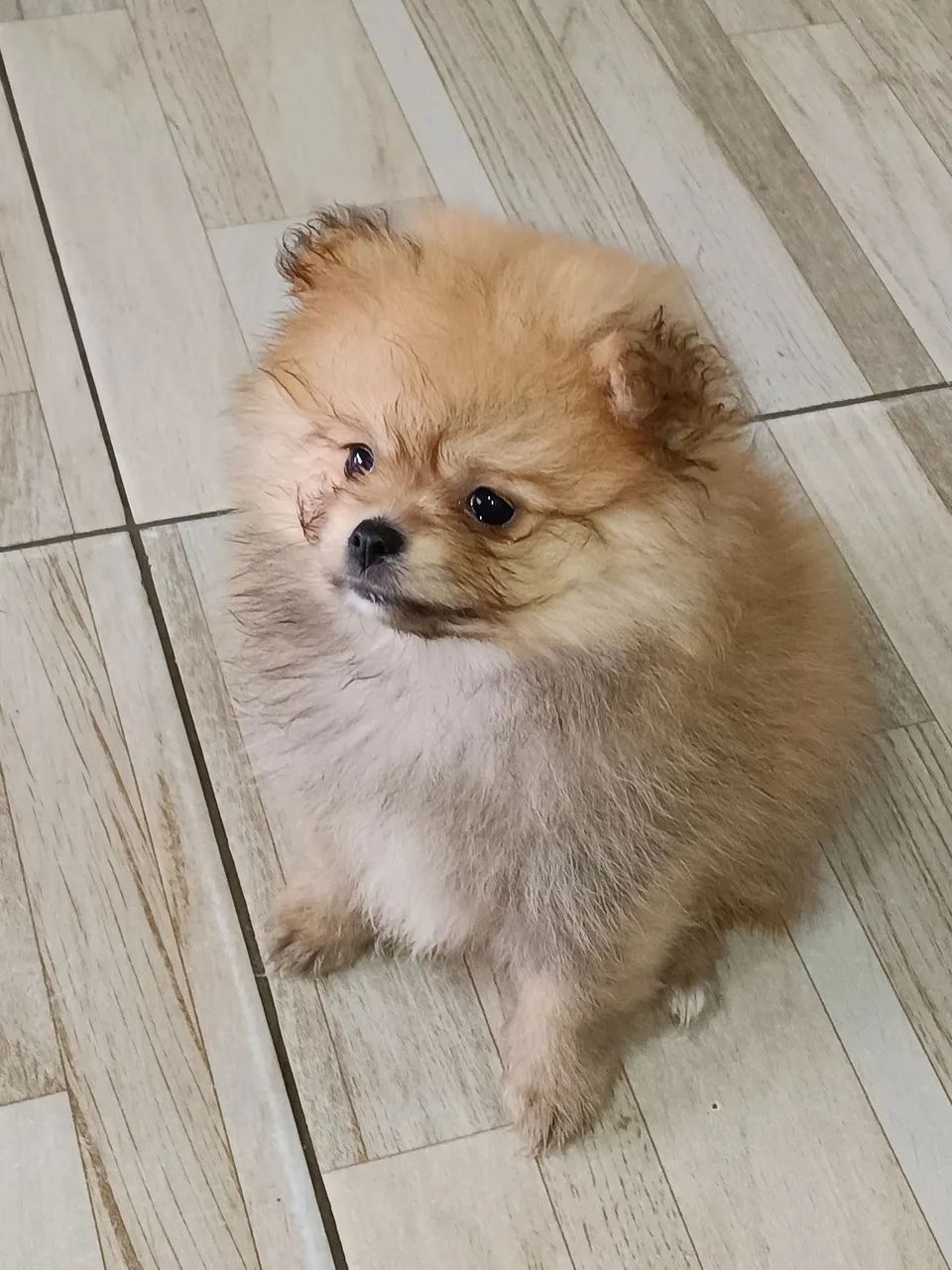 Cachorro  - Foto 2