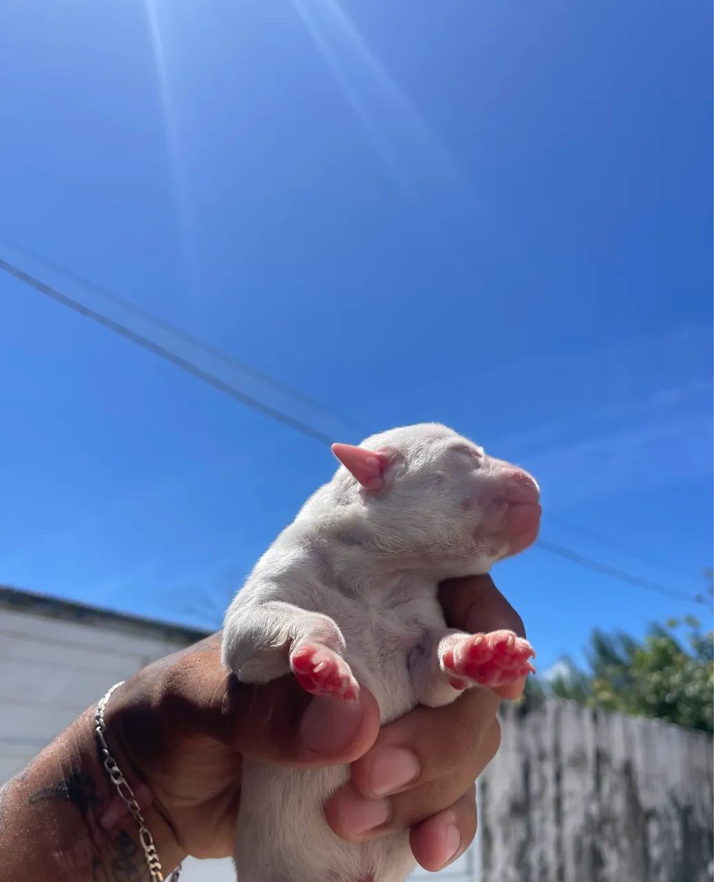 Filhote de pitbull  - Foto 4