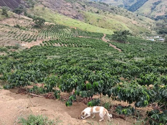 Vendo sítio de 13,87 hectares, aceito proposta - Foto 3