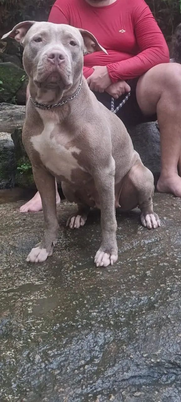 Filhotes de Pitbull  - Foto 2