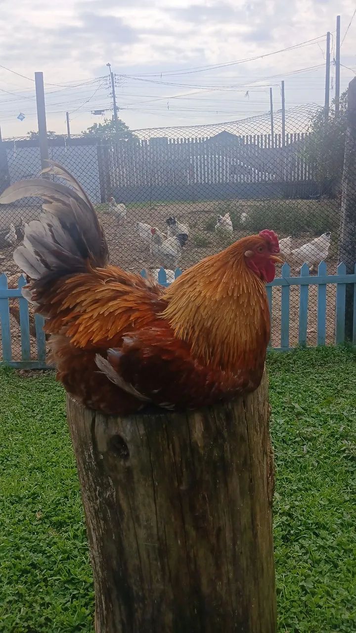 Brahma light - Foto 5