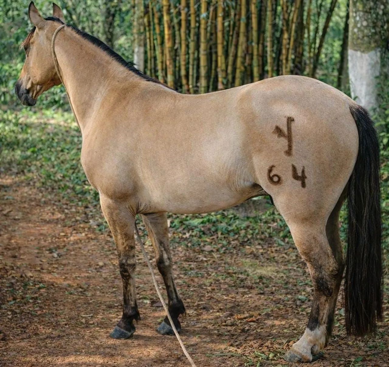 Cavalo crioulo 