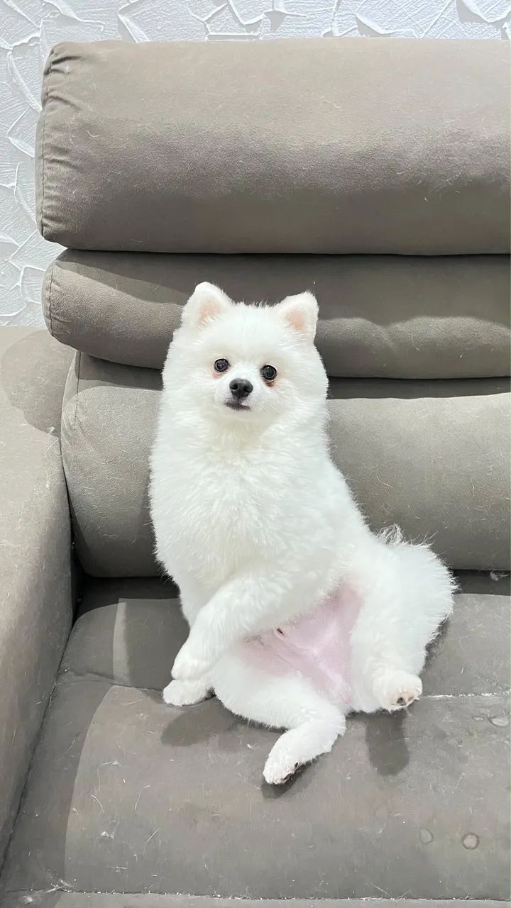 Spitz Alemão
