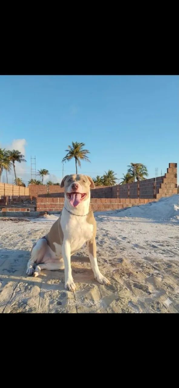 Filhote de Pitbull  - Foto 2