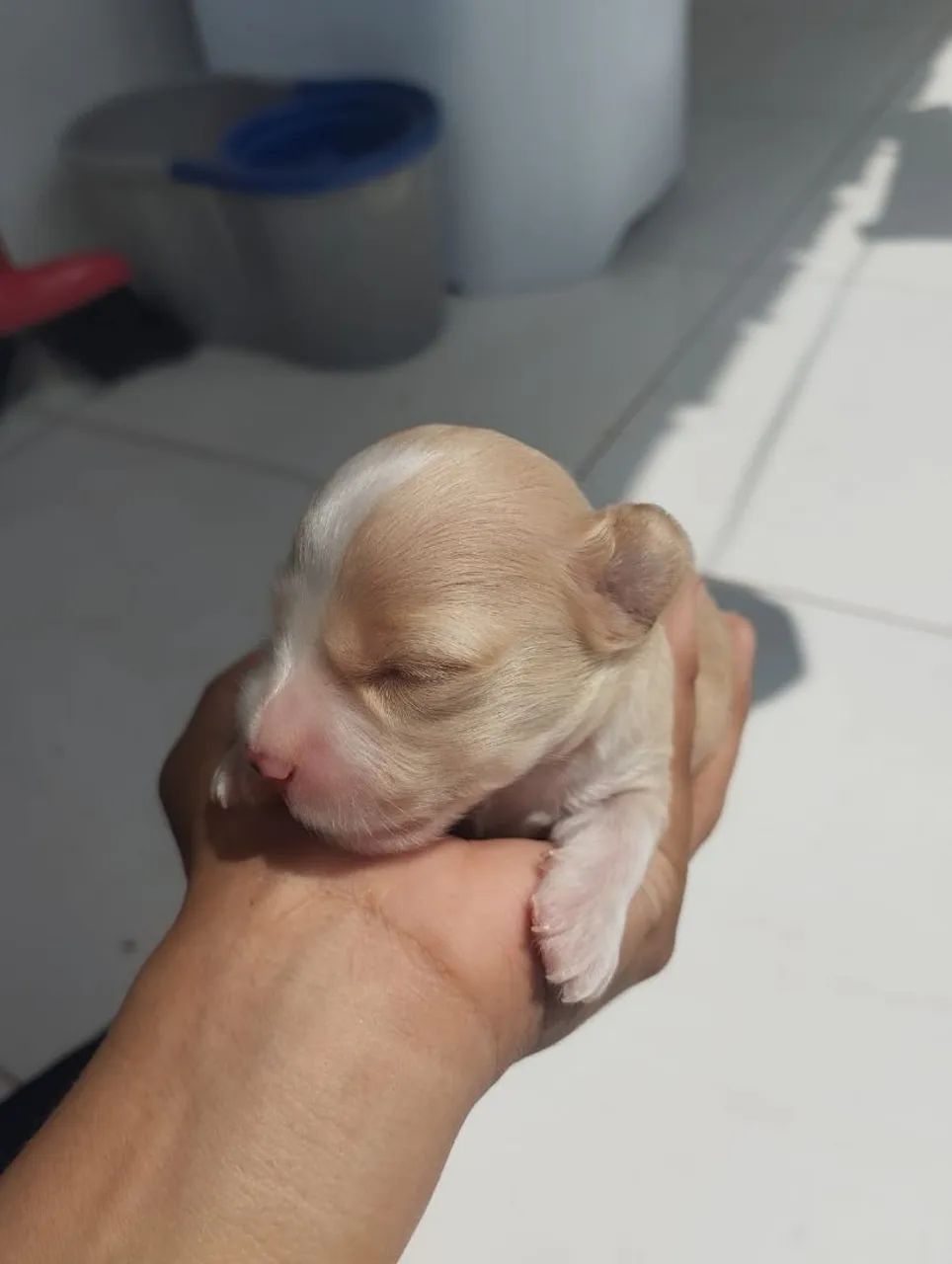 Cachorro Poodle - Foto 3