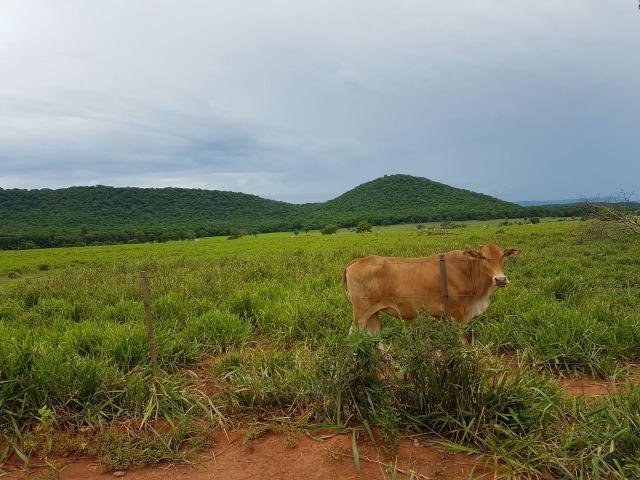 Fazenda de 34385 hectares em MT - Foto 15