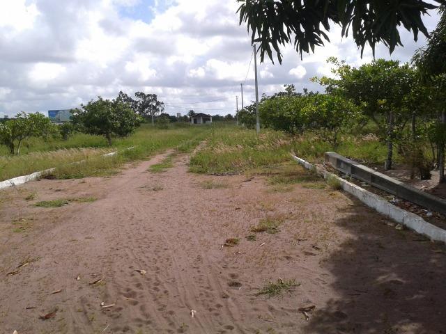 Terreno para mini - granja ( Ceara mirim) 25 x 40 - Foto 3