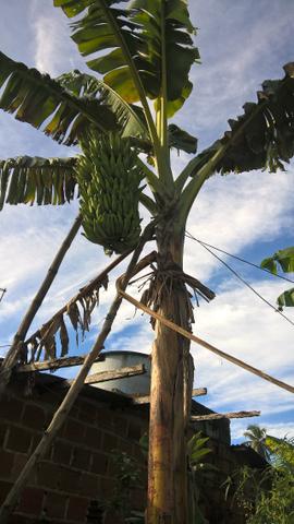 Banana da terra ( especie maranhão banana da terra d'angola) - Foto 5
