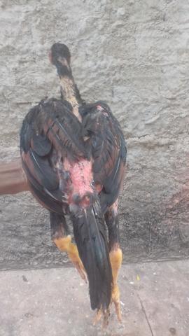 Vendo pintos raça shamo - Foto 2