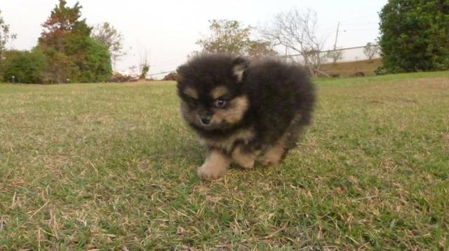 Spitz Alemão Lulu da Pomerânia lindas cores - Foto 6