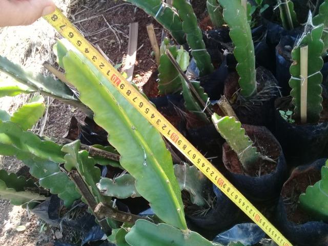 Mudas de Pitaya - Foto 6