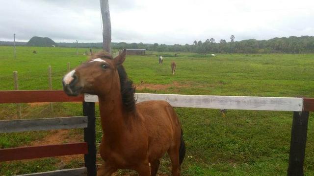 300 Alqs 200 Em Pasto Excelente Fazenda Paraúna GO - Foto 2