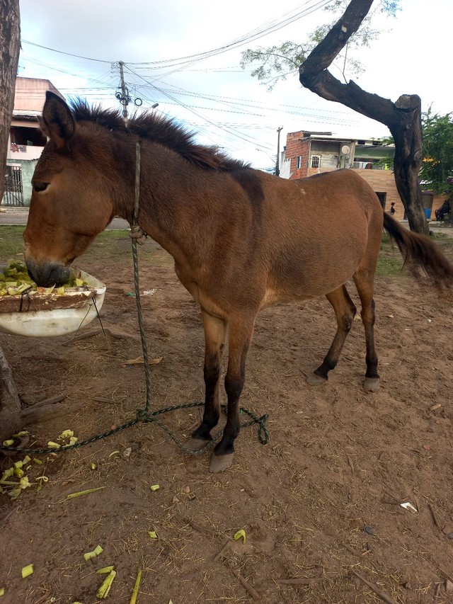 Vendo essa burra de carroça 