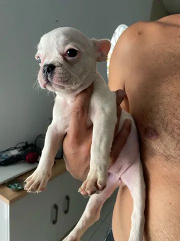 Buldogue francês fêmea 60 dias 