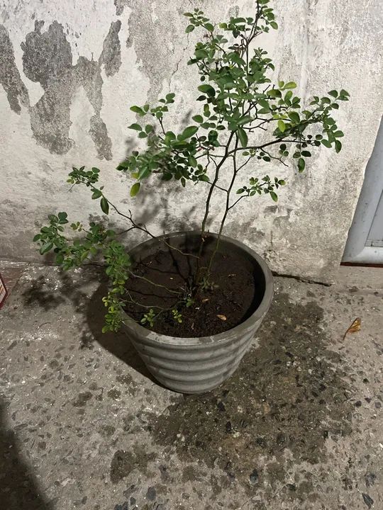 Plantas para Decorar seu Lar ! - Foto 5