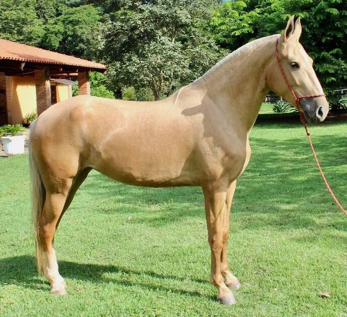 Égua Campolina Marcha Picada. - Foto 6