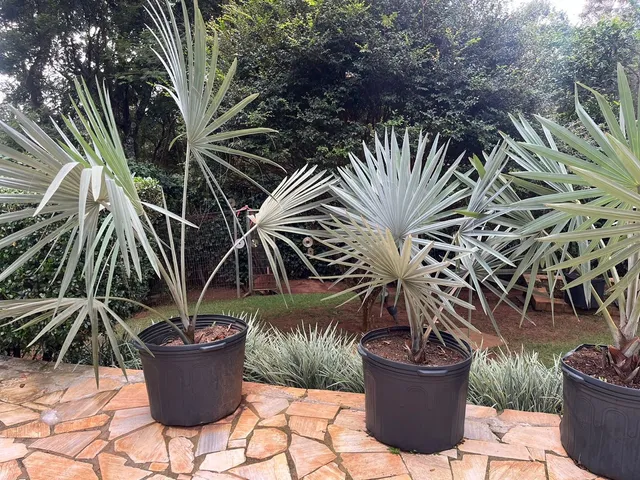 Palmeira Azul Bismarckia