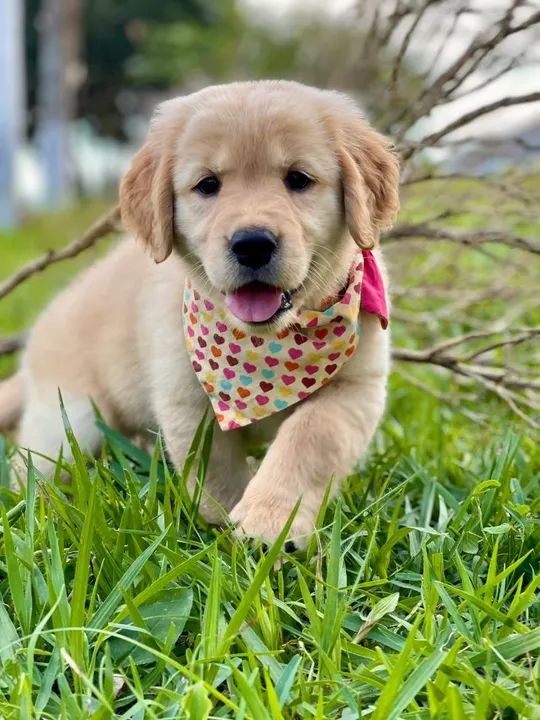 Príncipe carioca  - Foto 4