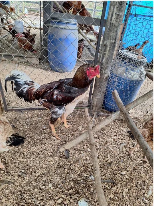 Caipiras : Frangos  Limpos - Ovos - Galos e Pintinhos  - Foto 4