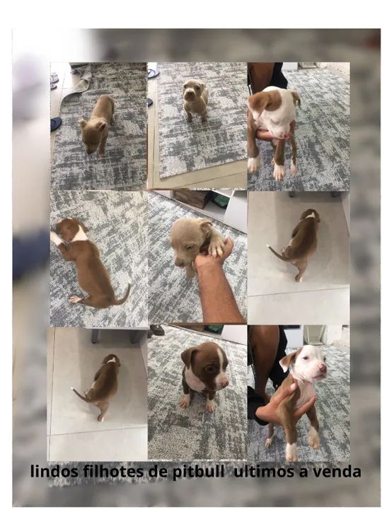 filhotes de pitbull - Foto 2