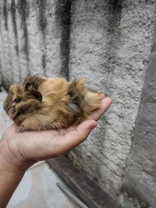 Porquinho da índia  - Foto 4