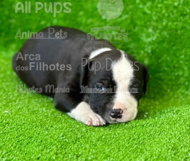 Um babypet na sua casa - american  - Foto 2