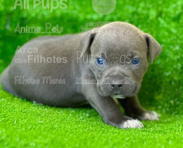 Um babypet na sua casa - american 