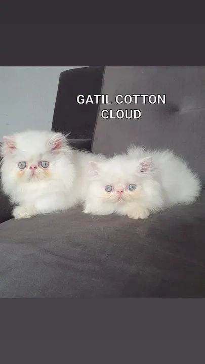 Filhote de gato persa com pedugree  - Foto 3