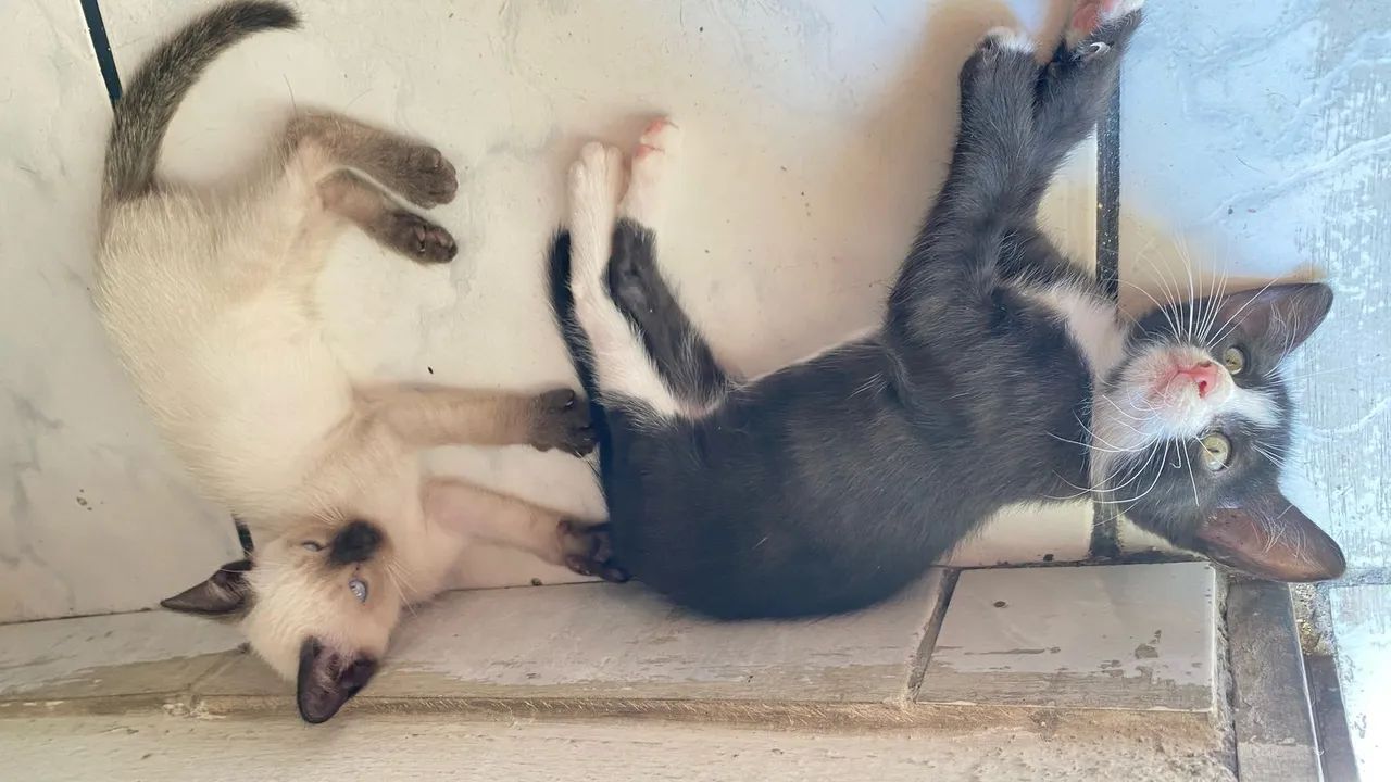 Gatinhos para adoção (LEIAM A DESCRIÇÃO) - Foto 2