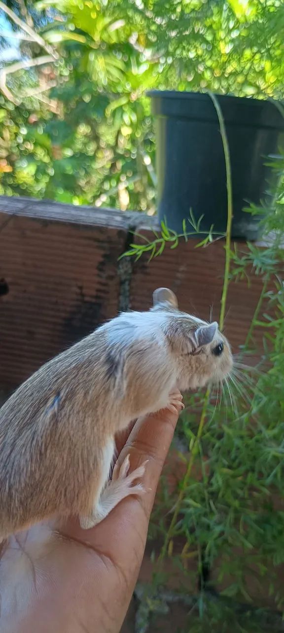 Gerbil do amor 64319183549698125