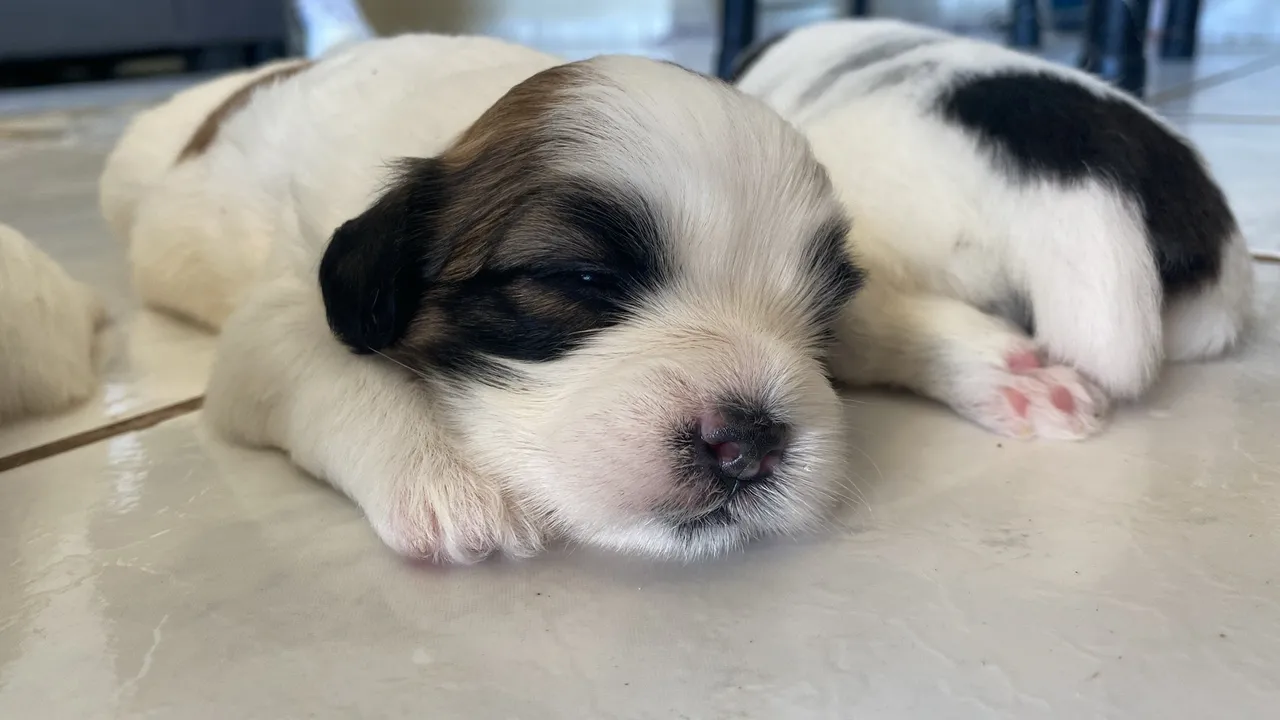 Filhotes Shih Tzu