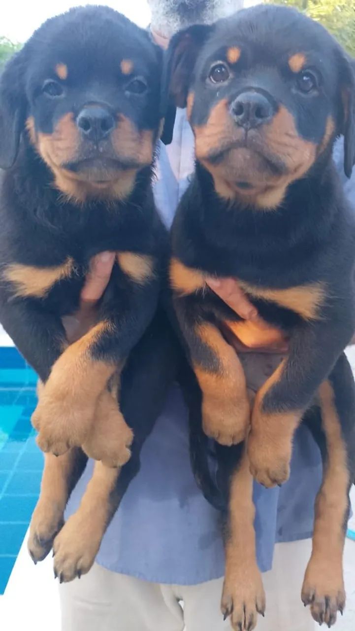 Filhotes de Rottweiler - linhagem pura! - Foto 5